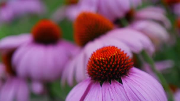 Lavender Pink Coneflower Blooming Fields Rack Focus Shot — Vídeo de Stock