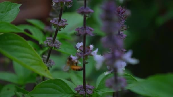 Basil Flower Stems Hovering Australian Bee Selective Focus Shot — Stock video