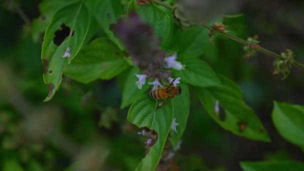 Close Bee Basil Flower — Vídeos de Stock