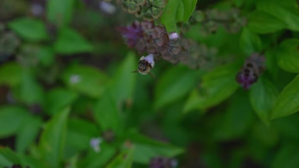 Close Bee Getting Nectar Basil Flower — Video Stock