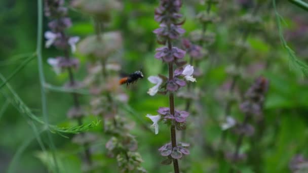 Australian Honey Bee Feeding Basil Flower Spikes Selective Focus Shot — Stock video