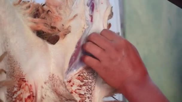 Process Removing Lamb Skin Slaughter Process Skinning Sheep Animals Procession — Stock video