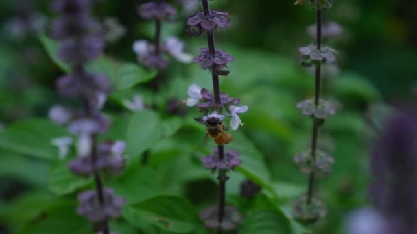 Australian Bee Collects Nectar Basil Flowers Close — 비디오