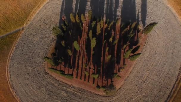 Aerial Shot Cypress Trees Located Hill Represent Naturalistic Landscape Val — Vídeos de Stock