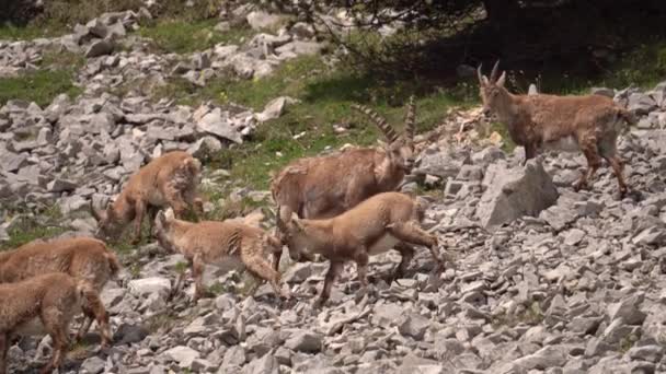Herd Alpine Ibex Foraging Food Rocky Hill Daytime Close Shot — Stockvideo