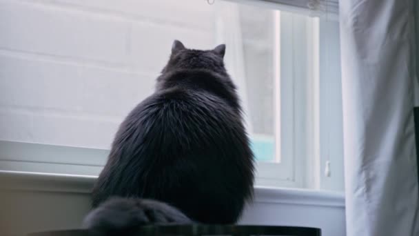 Black House Cat Looks Out Window Longingly Flicks Tail — Vídeo de Stock