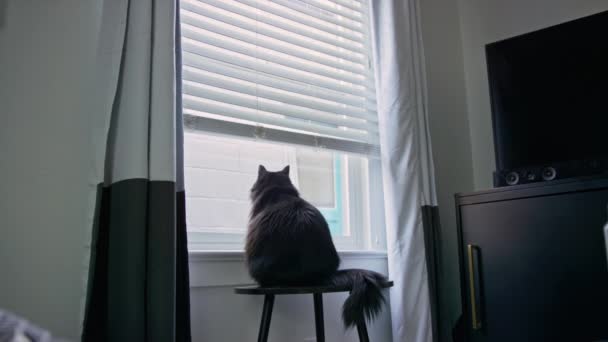 Black House Cat Looks Out Living Room Window Hears Something — Vídeos de Stock