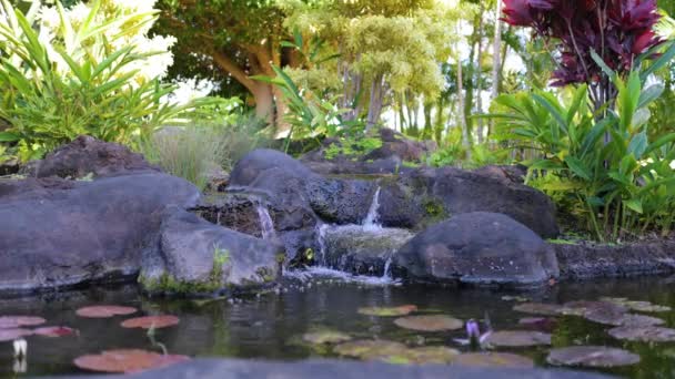 Static Shot Koi Pond Waterfall Lush Tropical Garden — стоковое видео