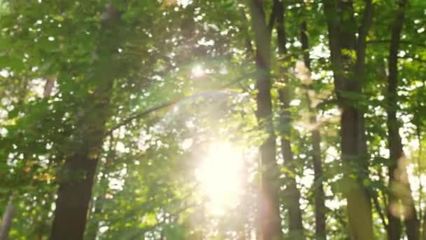 Beautiful Nature Scene Sun Shining Trees Forest — Stock videók