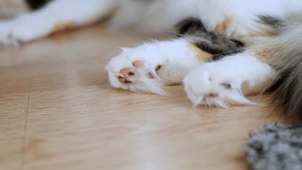 Pet Cat Domestic Animal Close Adorable Fluffy Paws — Stockvideo