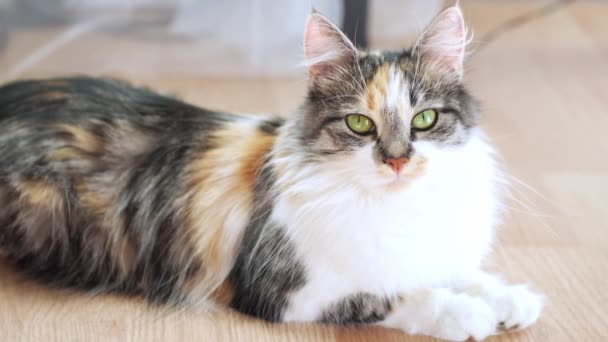 Pretty Long Hair Domestic Cat Lying Floor Room Indoor Scene — Vídeos de Stock
