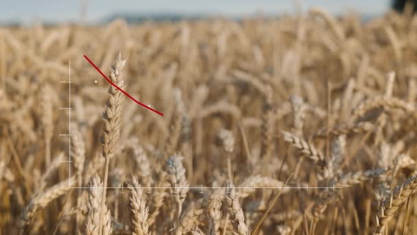 Wheat Production Reaches Low Chart Front Cornfield — Wideo stockowe