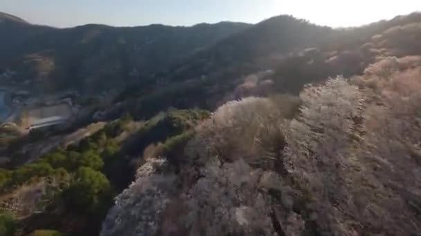 Ιαπωνία Κεράσι Άνθος Βουνό Από Fpv Drone — Αρχείο Βίντεο