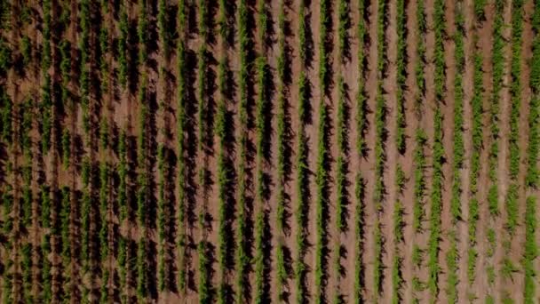 Farmers Field Grapes South France Montpellier — Video Stock