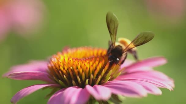 Closeup Bee Pollinating Pink Flower Wild Insect Behaviour — Vídeo de Stock