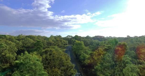 Drone Captures Cinematic Video Car Cruising Tree Lined Boulevard — Stockvideo