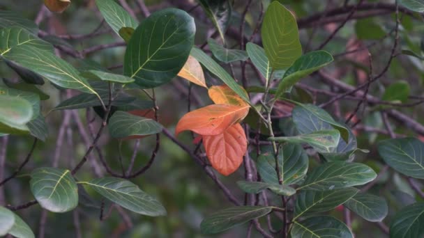 Jackfruit Tree Leaves Wind — Wideo stockowe