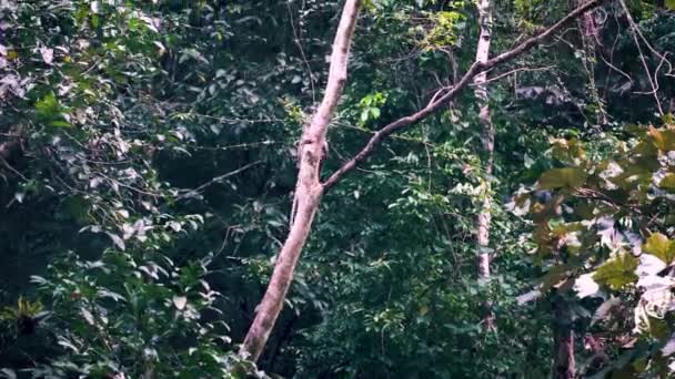 Macaque Monkey Climbing Tree Trunk Khao Sok Jungle — Stock video