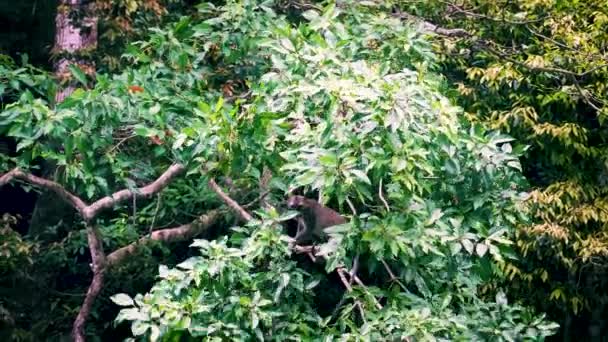 Macaque Monkey Climbing Tree Grabbing Green Leaves Khao Sok Jungle — Stok video