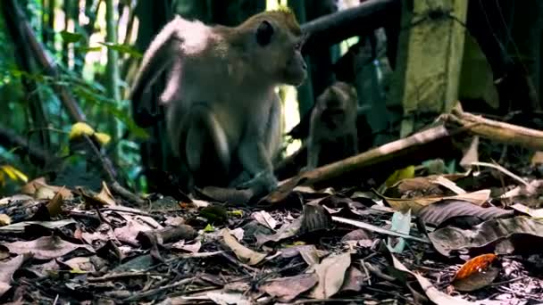 Wild Macaque Monkey Scratching Its Back Forest Floor Khao Sok — Stockvideo