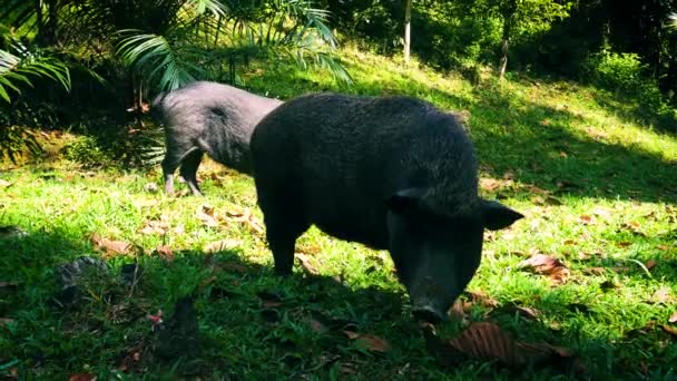 Wild Pigs Wagging Tails Kkao Sok Jungle — Stock Video