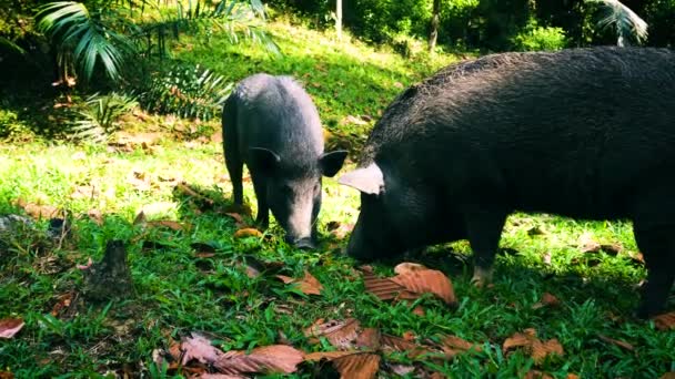Wild Pigs Eating Grass Khao Sok Jungle — 图库视频影像