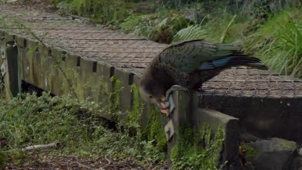 Cheeky Juvenile Kea Bird Playing Boardwalk Fiordland New Zealand — Vídeos de Stock