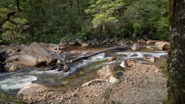 Pan Flowing Natural Forest River Fiordland Kepler Track New Zealand — Stockvideo