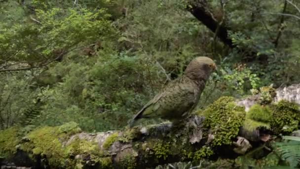 Closeup Juvenile Kea Bird Walks Fallen Tree Fiordland New Zealand — ストック動画