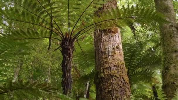 Closeup Slider Native New Zealand Bush Fiordland — Video