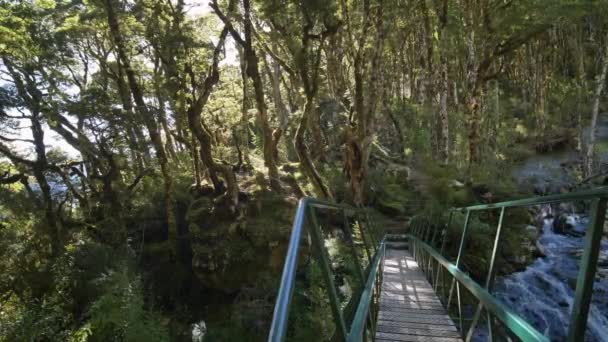 Slider Bridge Sunlight Filters Fiordland Forest Kepler Track New Zealand — ストック動画
