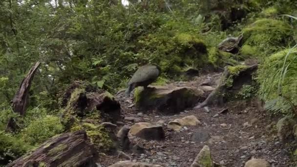 Pan Игривая Птица Кеа Пышной Тропе Fiordland Kepler Track Новая — стоковое видео