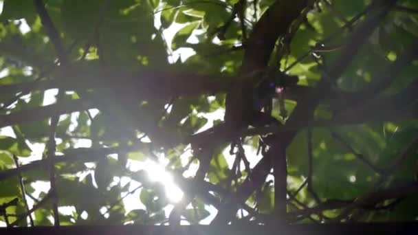Солнце Светит Сквозь Ветви Деревьев Создавая Яркую Вспышку Вблизи Глядя — стоковое видео