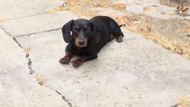 Black Dachshund Dog Laying Concrete — Vídeo de Stock