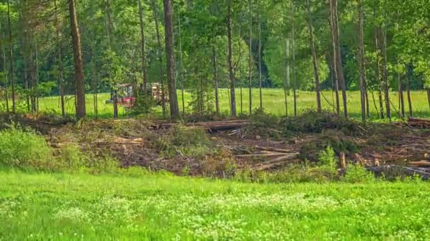 Tractor Grabbing Piling Cut Tree Logs Tree Farm Wide Time — Stockvideo