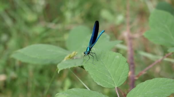 Blue Damselfy Small Dragonfly Top Leaf Woods Согнутые Крылья Складка — стоковое видео