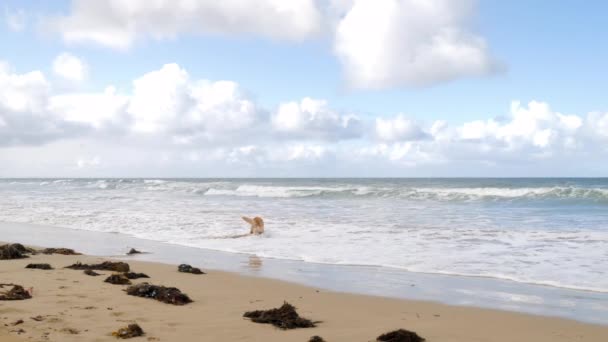 Золотой Ретривер Дог Играющий Воде Пляже Slow Mion — стоковое видео