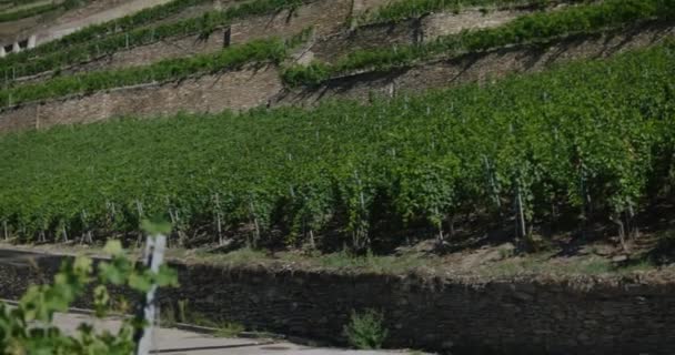 Panorama Vast Green Landscape Grape Vines Hillside Switzerland — Vídeos de Stock