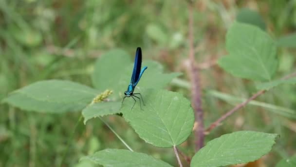 Close Damselfly Grooming Big Compound Eyes Ocelli Head Wiping Them — Video Stock