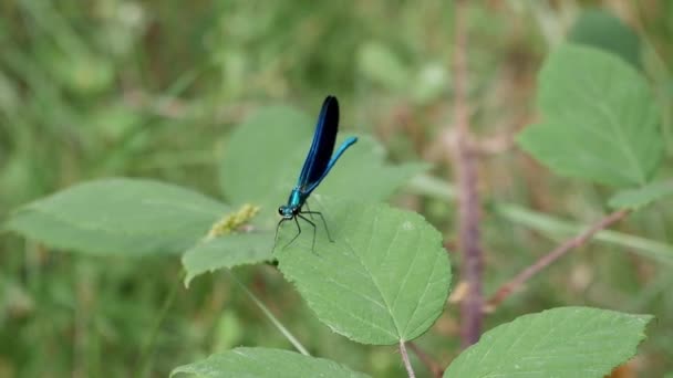 Крупный План Damselfly Похожий Маленькую Стрекозу Держащую Лист Перемещаемый Ветром — стоковое видео