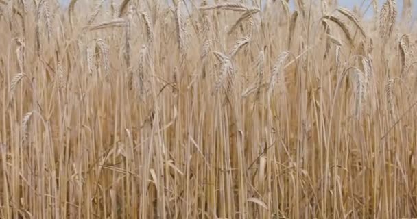 Slow Zoom Large Wheat Field Switzerland — Video