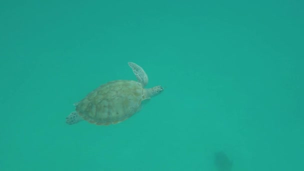 Bright Sea Turtle Redang Island Malaysia — 图库视频影像