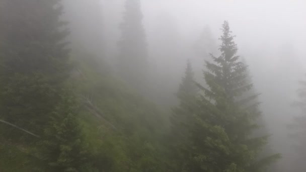 View Cabin Cable Car Going Mountain Coniferous Trees Fog — Video
