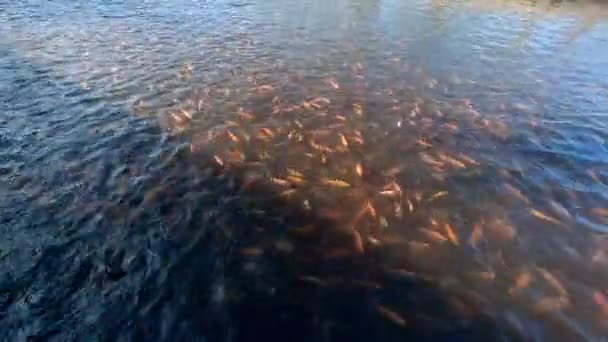 Baby Fishes Swim Water Surface Pond Outdoor Shot View — Stockvideo