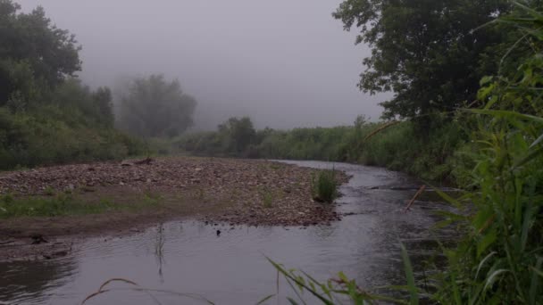 Foggy Morning Stream Bend — Video