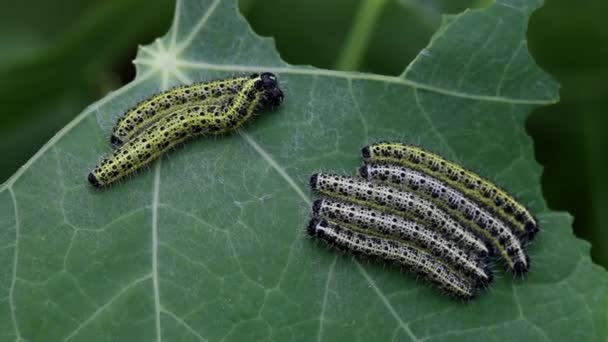 Большие Гусеницы Белой Бабочки Pieris Brassicae Листьях Настурция Саммер — стоковое видео