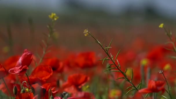 Poppy Field Daytime Red Poppies Other Wildflowers Summer Nature Concept — Stockvideo