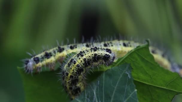 Μεγάλες Λευκές Κάμπιες Πεταλούδας Pieris Brassicae Τρέφονται Φύλλα Nasturtium Σάμερ — Αρχείο Βίντεο