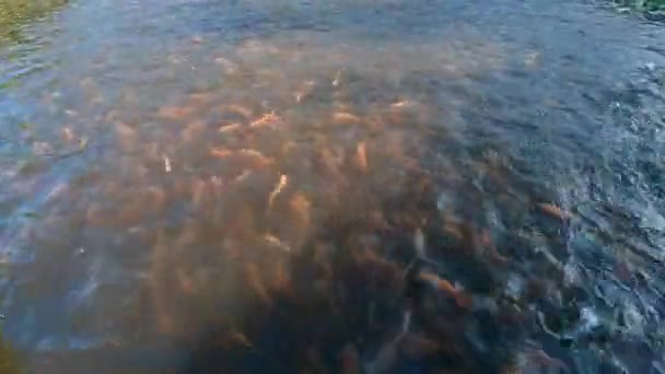 Golden Fishes Swim Water Surface Pond Showing Pattern Movement — Stockvideo