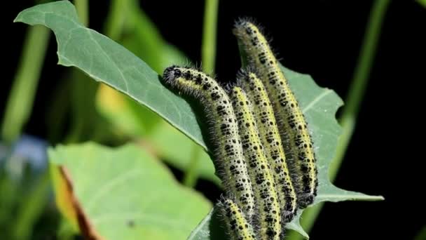 Group Large White Butterfly Caterpillars Pieris Brassicae Feeding Nasturtium Leaves — Video Stock